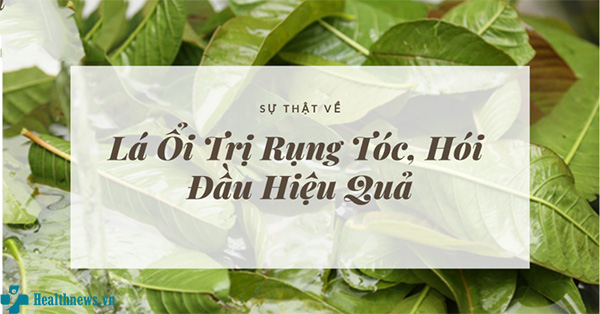Bật mí cách trị rụng tóc bằng lá ổi dễ không tưởng