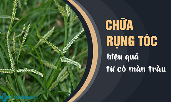 Công thức trị rụng tóc bằng cỏ mần trầu hiệu quả tại nhà