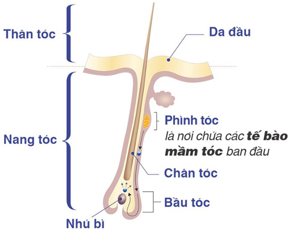cấu tạo sợi tóc