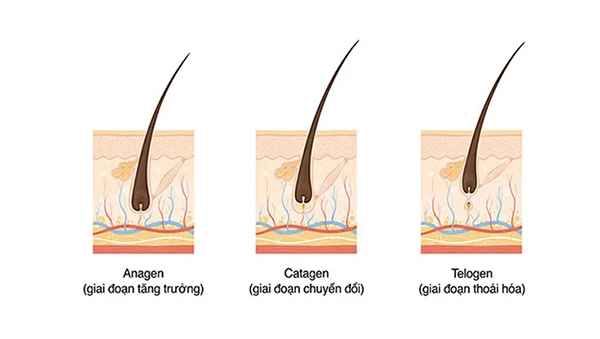 Chu kỳ sinh trưởng và phát triển của tóc